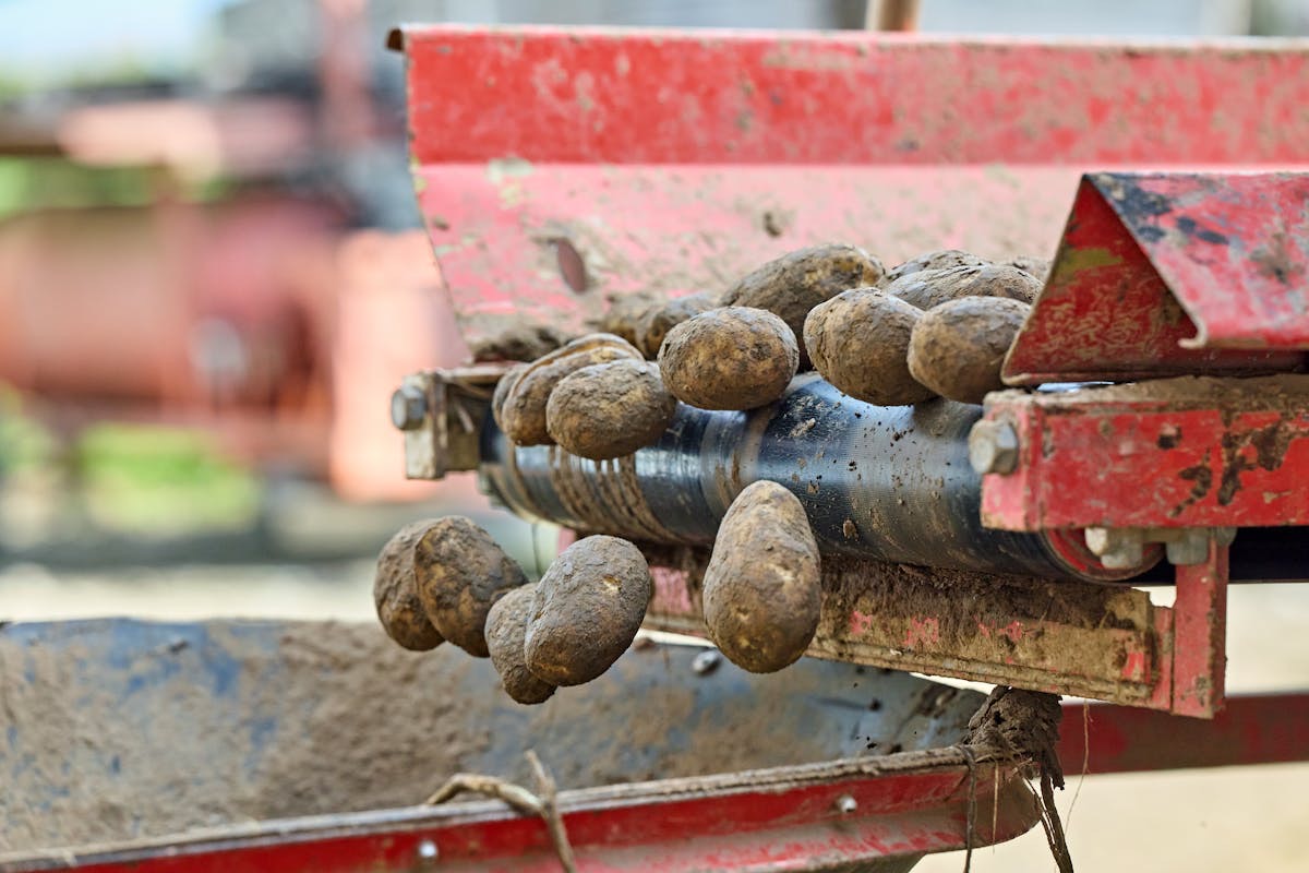 Raw root vegetable co-product inbound to processing